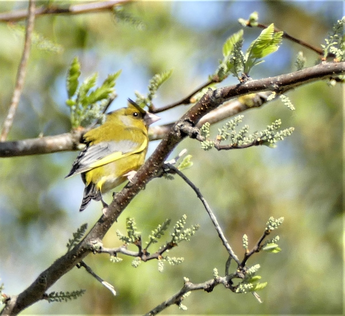 European Greenfinch - ML159716361