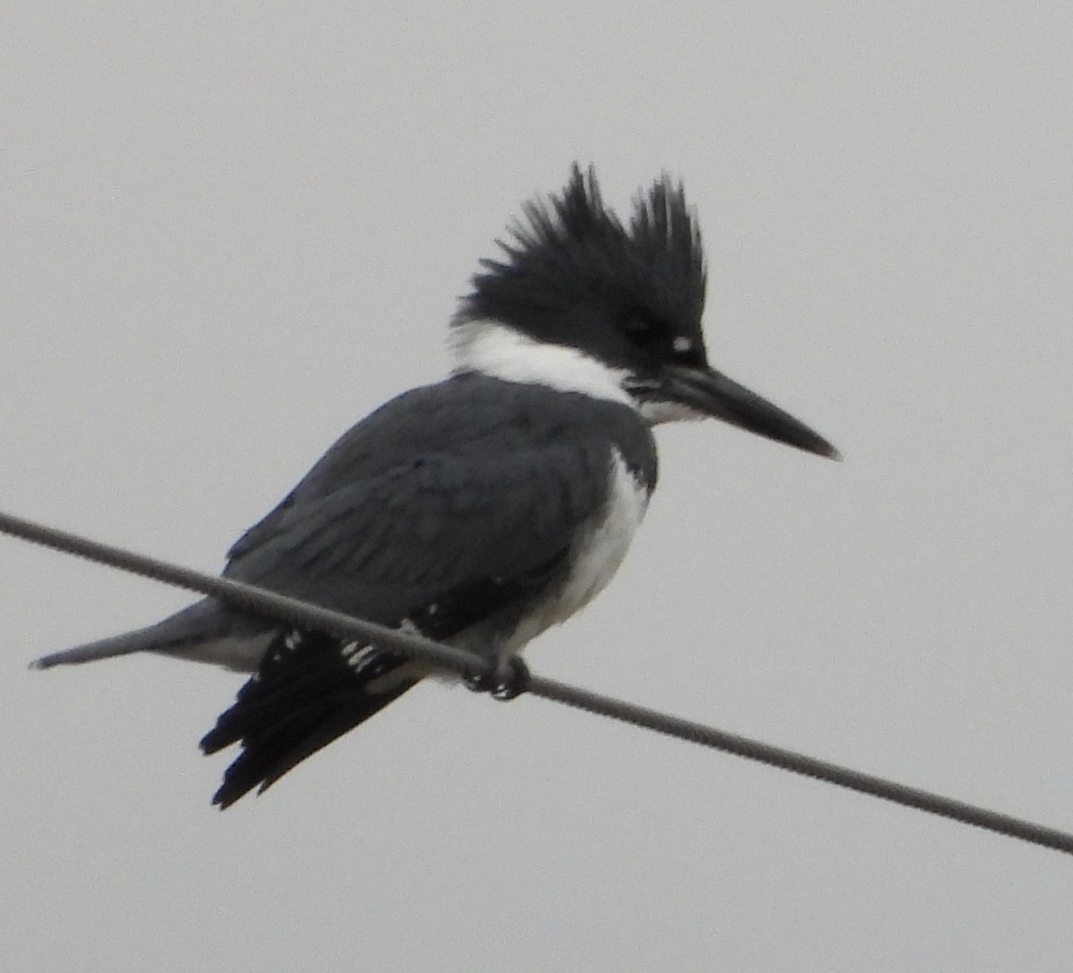 Belted Kingfisher - ML159716381
