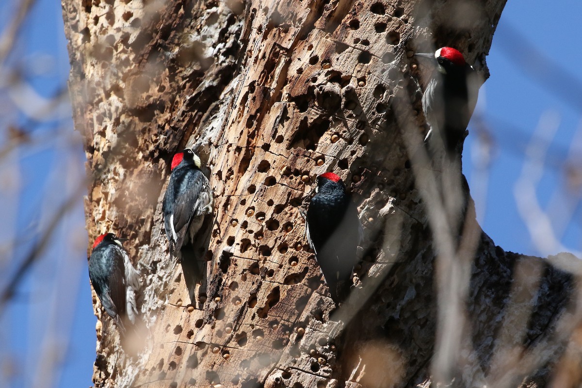 Acorn Woodpecker - ML159717241