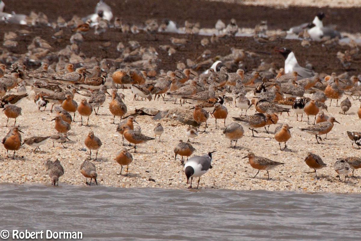 Red Knot - ML159718011