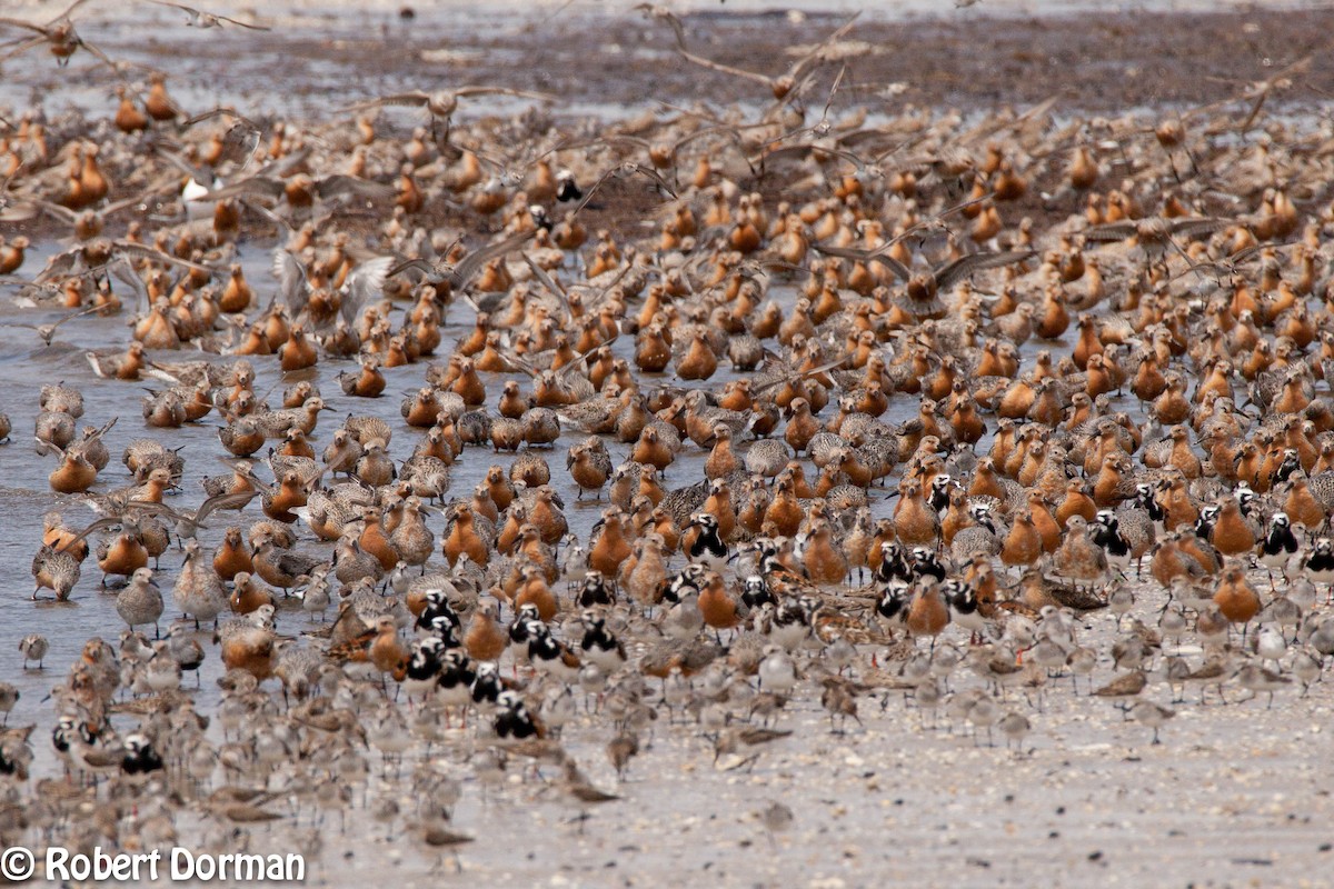 Red Knot - ML159718041