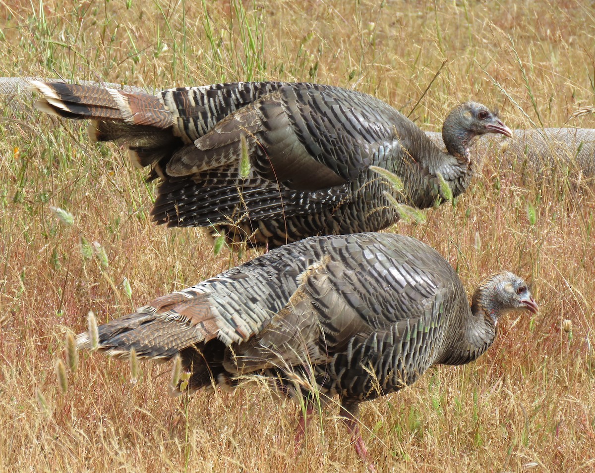 Wild Turkey - ML159718321