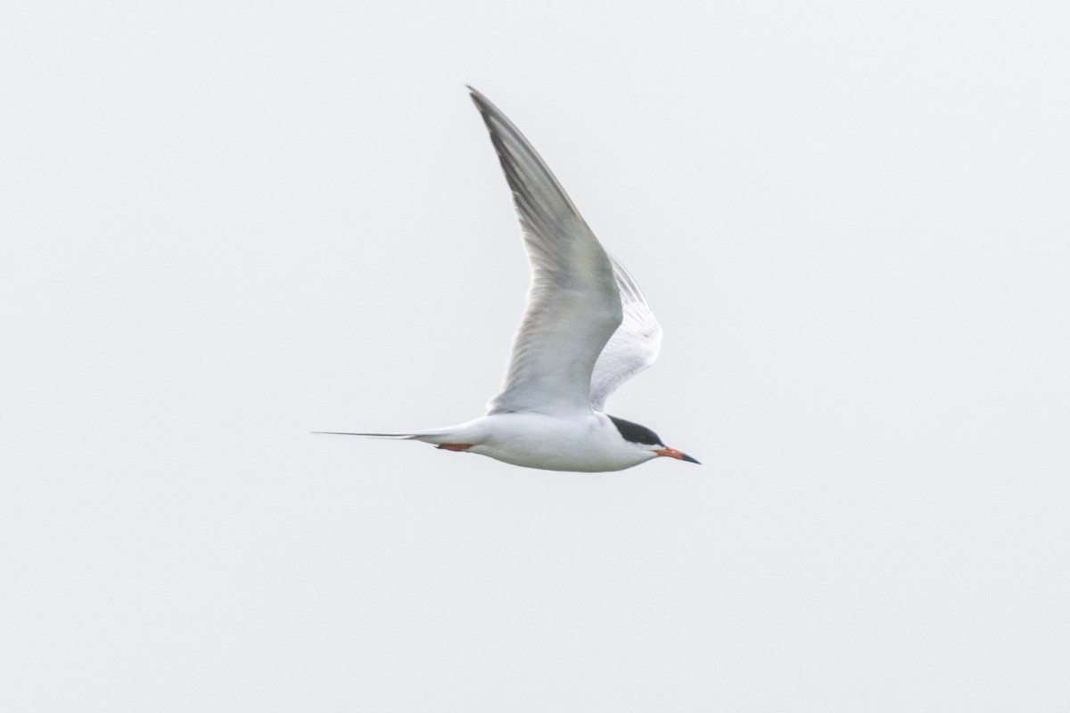 Forster's Tern - ML159718481