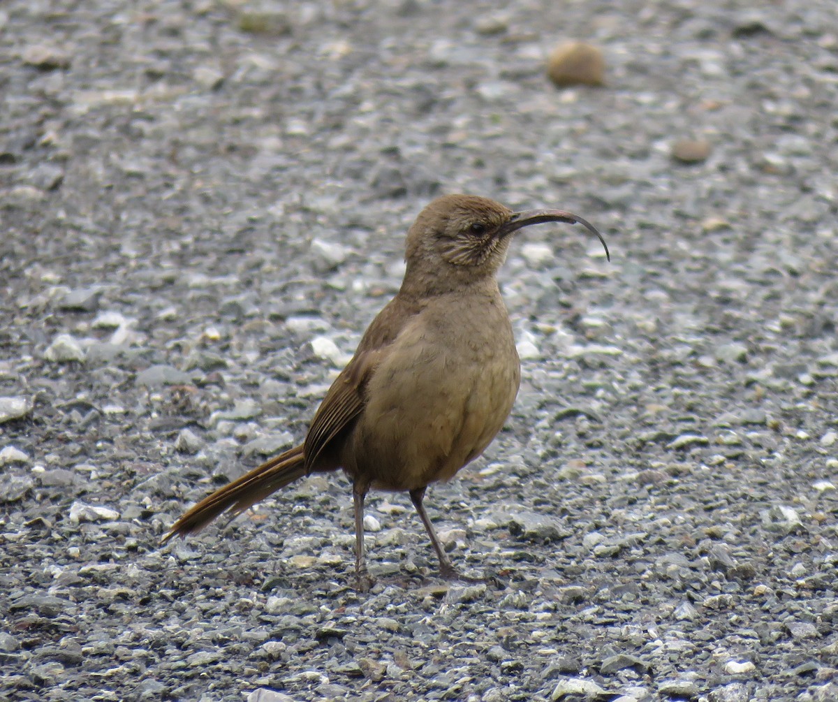 California Thrasher - ML159718501