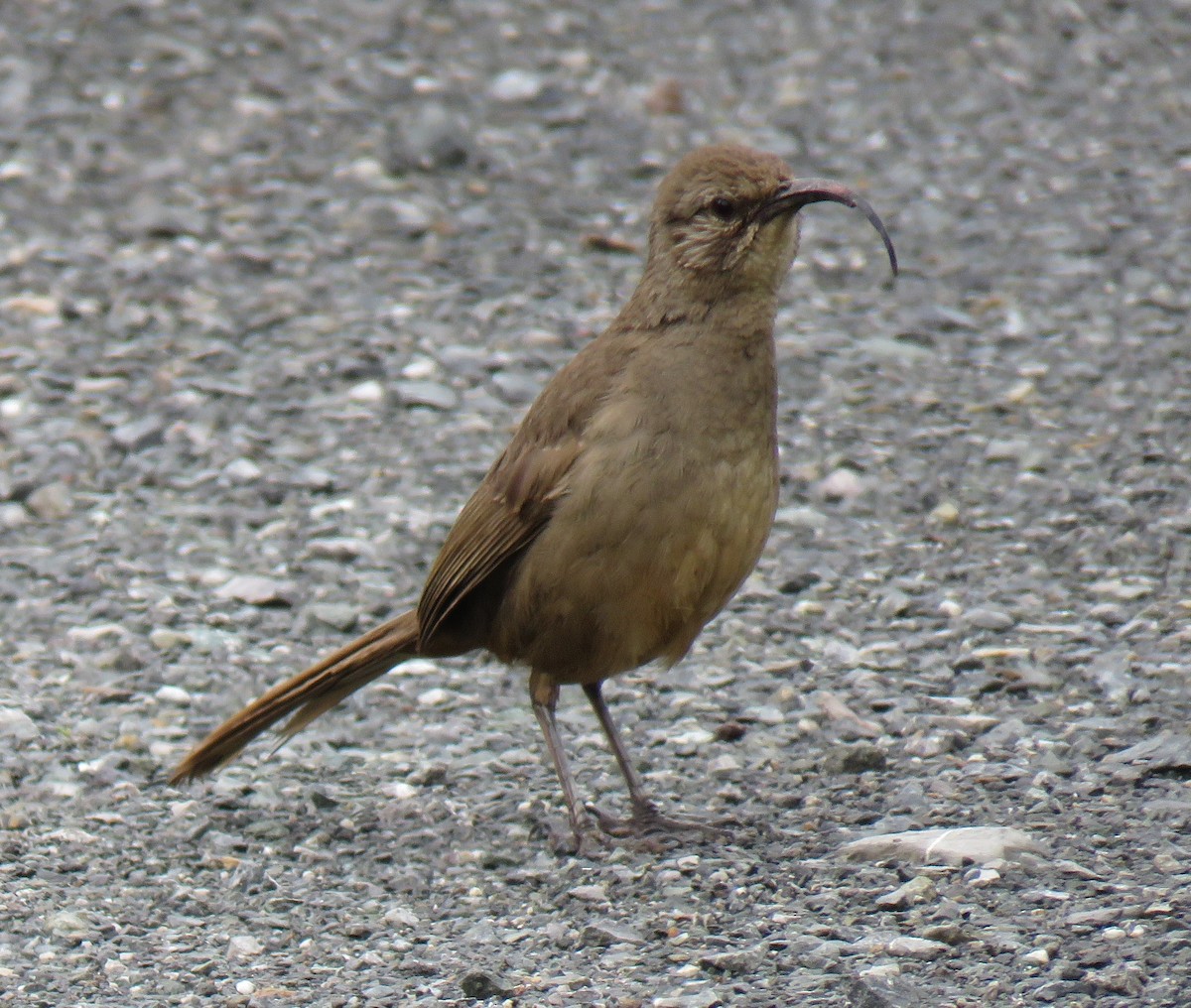 California Thrasher - ML159718731