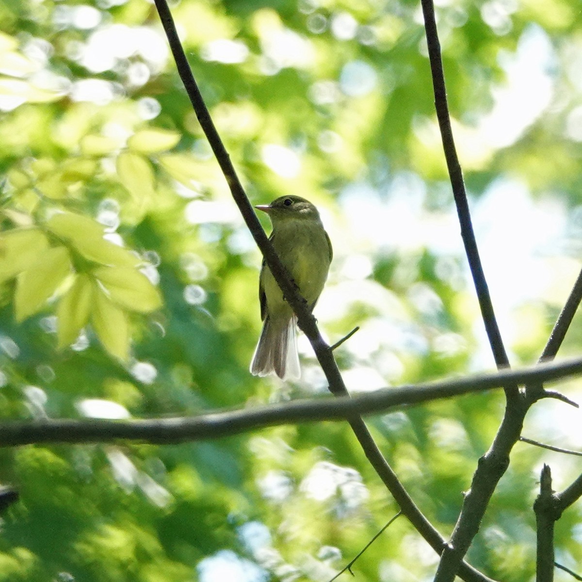 Yellow-bellied Flycatcher - Derek Stoll