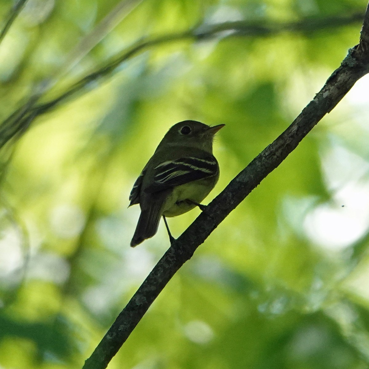 Yellow-bellied Flycatcher - Derek Stoll