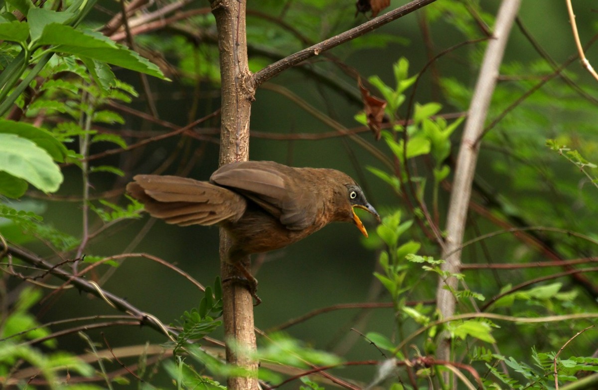 Rufous Babbler - ML159720861