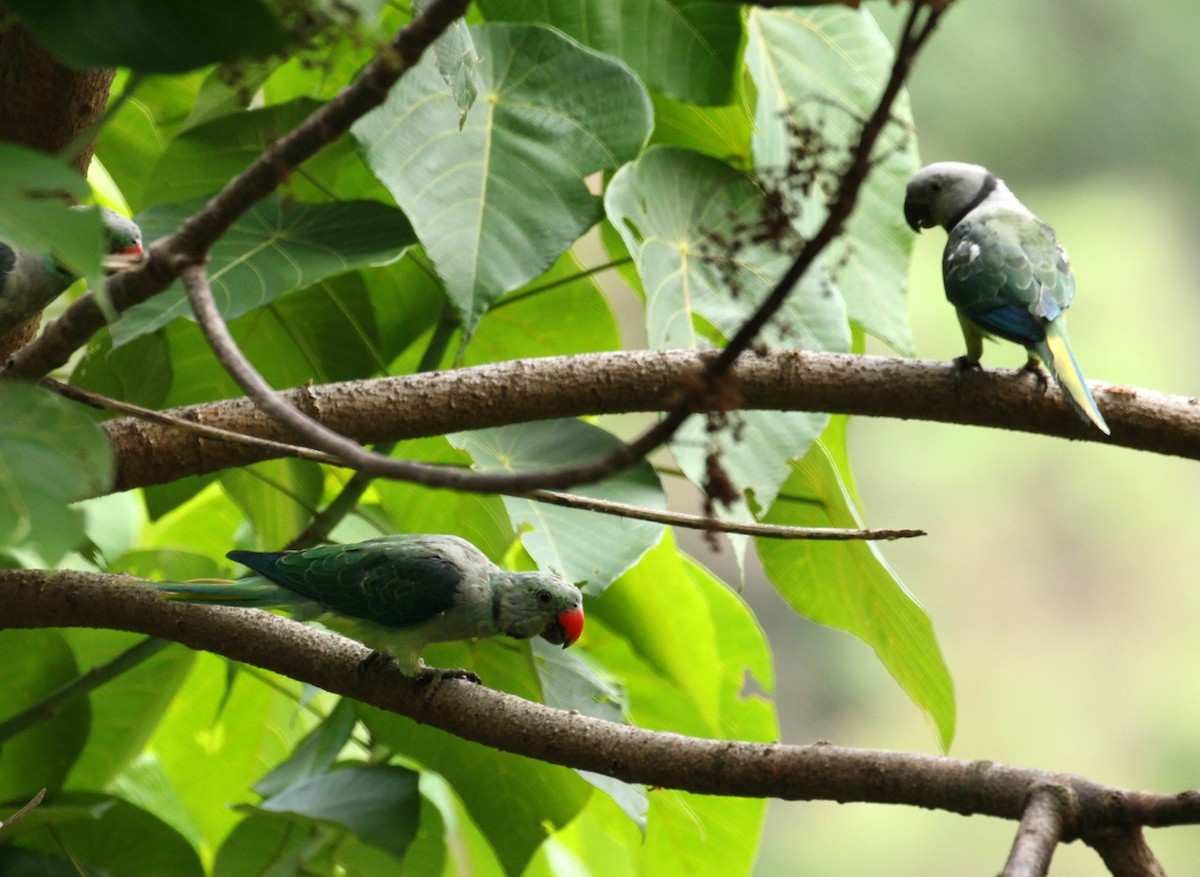 Malabar Yeşil Papağanı - ML159721141