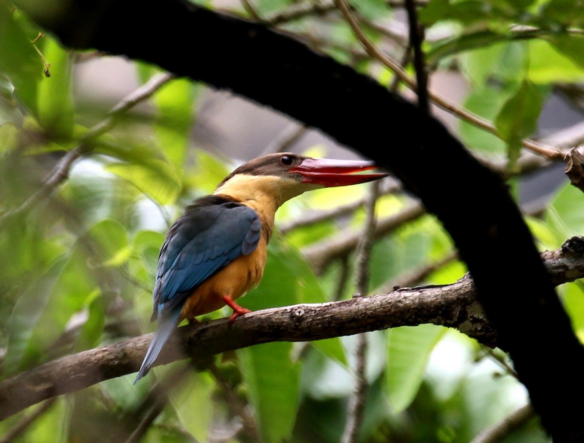 Stork-billed Kingfisher - ML159721331