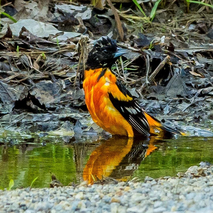 Baltimore Oriole - ML159721601