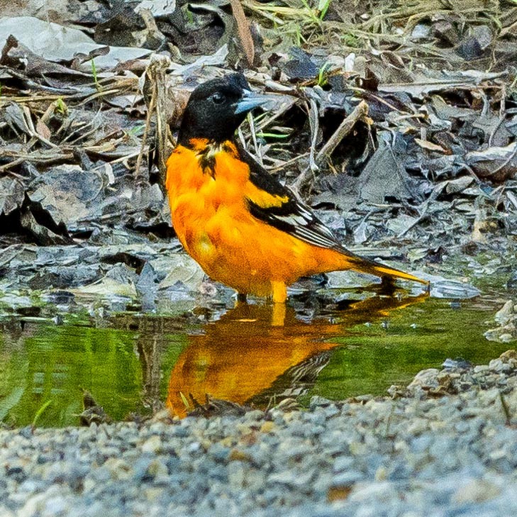 Baltimore Oriole - ML159721681