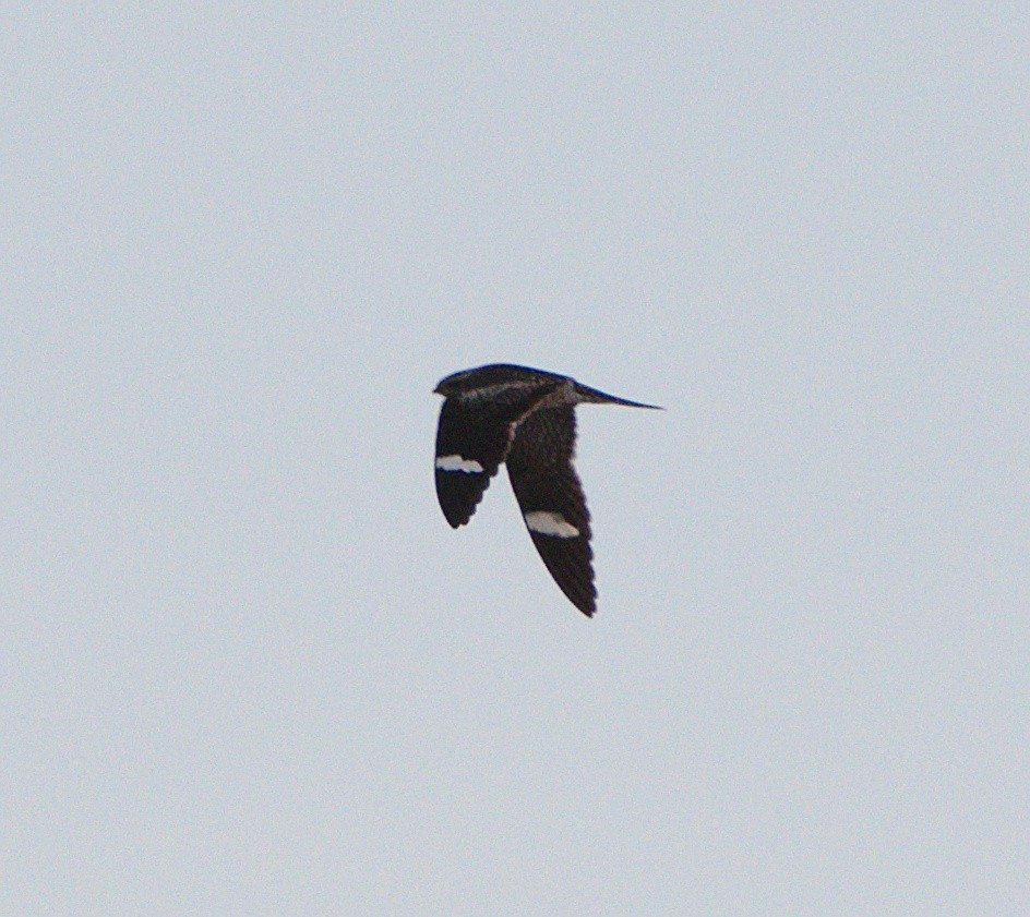 Common Nighthawk - ML159721711