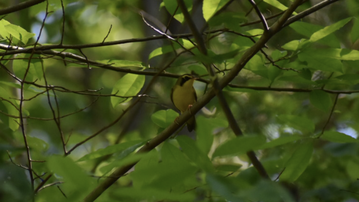 Kentucky Warbler - ML159721741