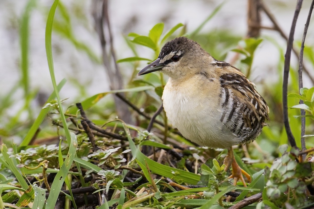 Yellow-breasted Crake - ML159721811