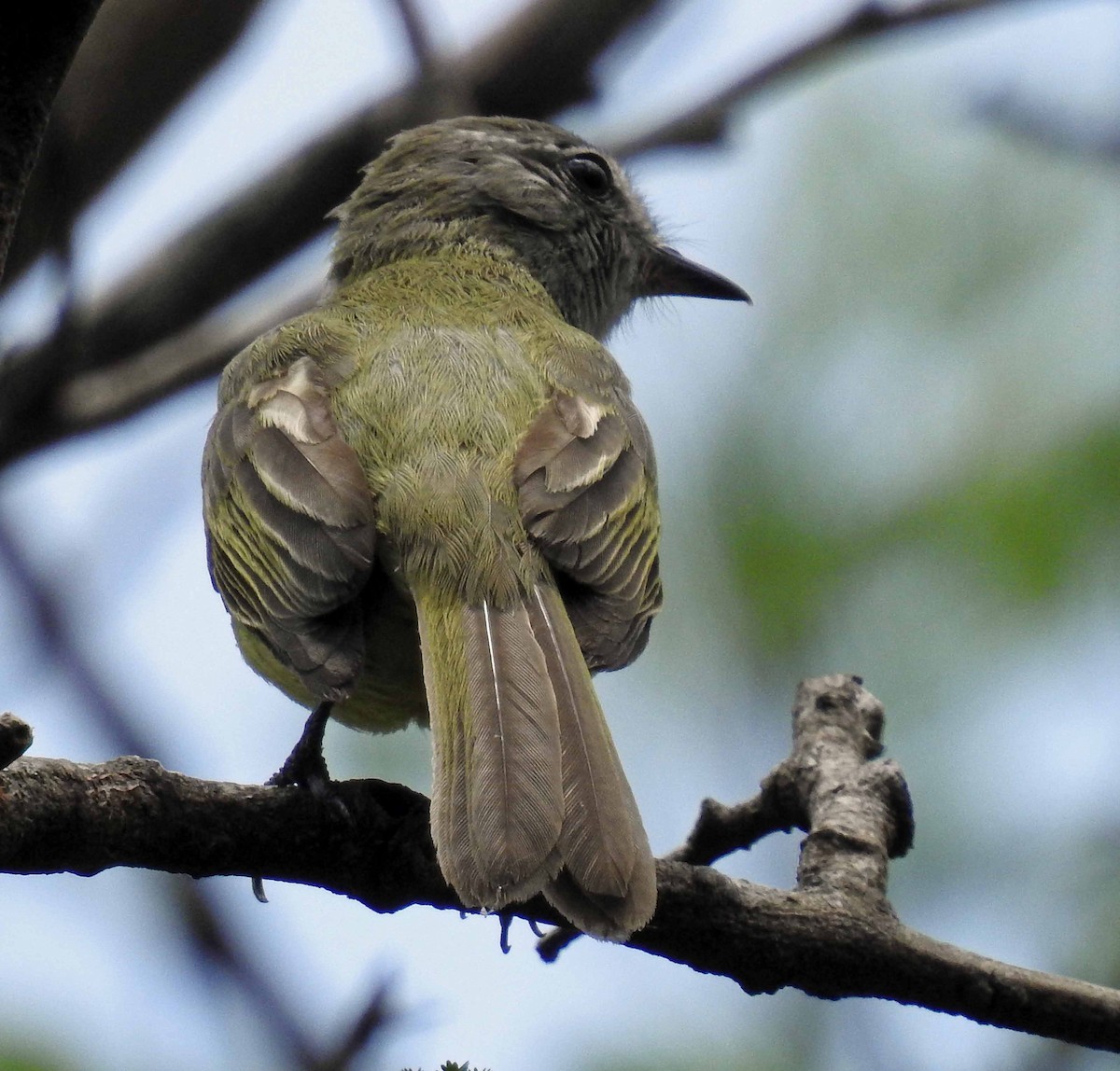 Greenish Elaenia - Danilo Moreno