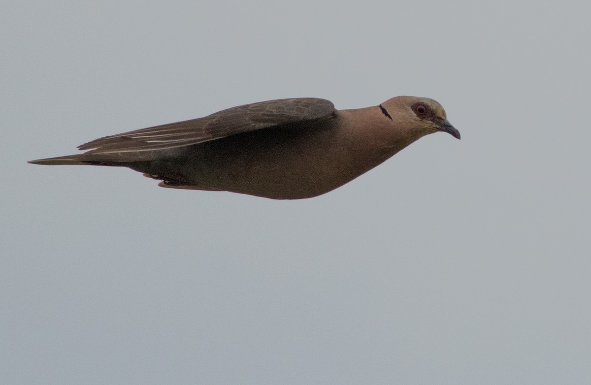 Red-eyed Dove - ML159722071