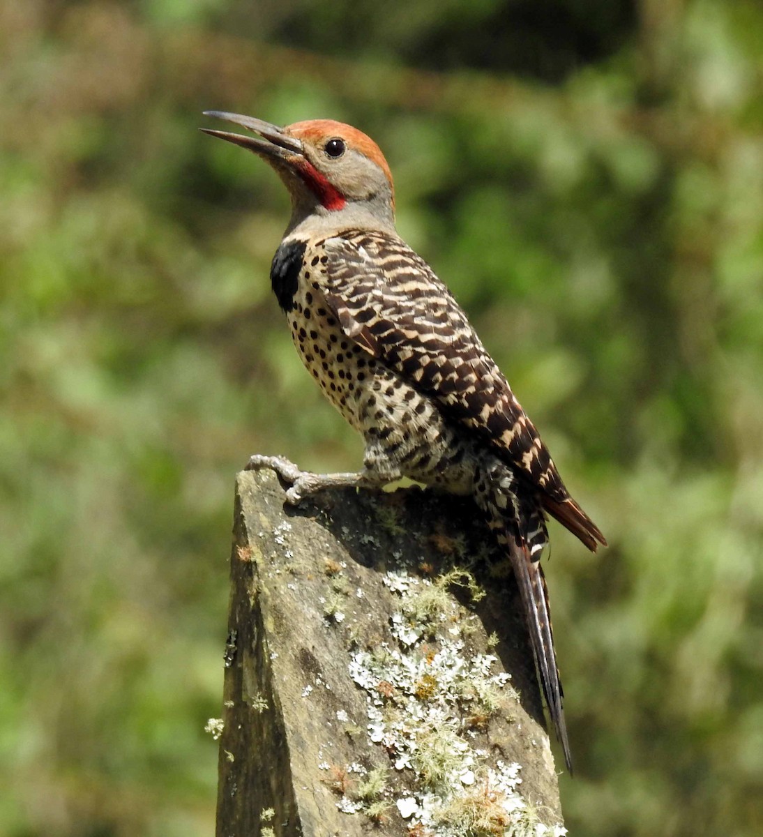 Guatemalan Flicker - ML159722121