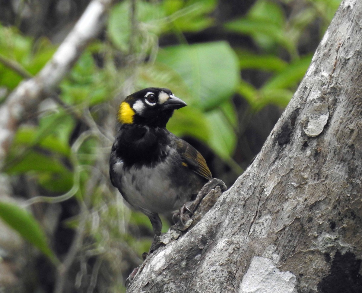 White-eared Ground-Sparrow - ML159722271