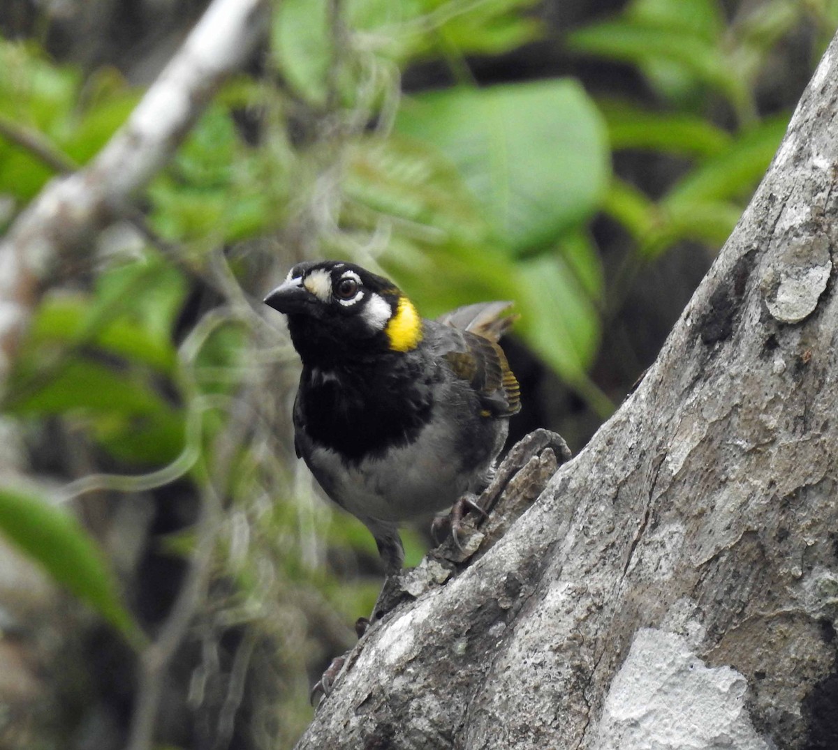 White-eared Ground-Sparrow - ML159722301