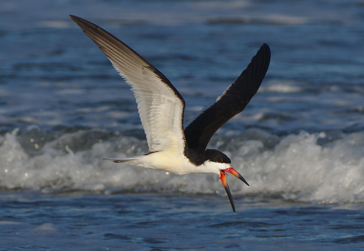 Black Skimmer - Carl Miller
