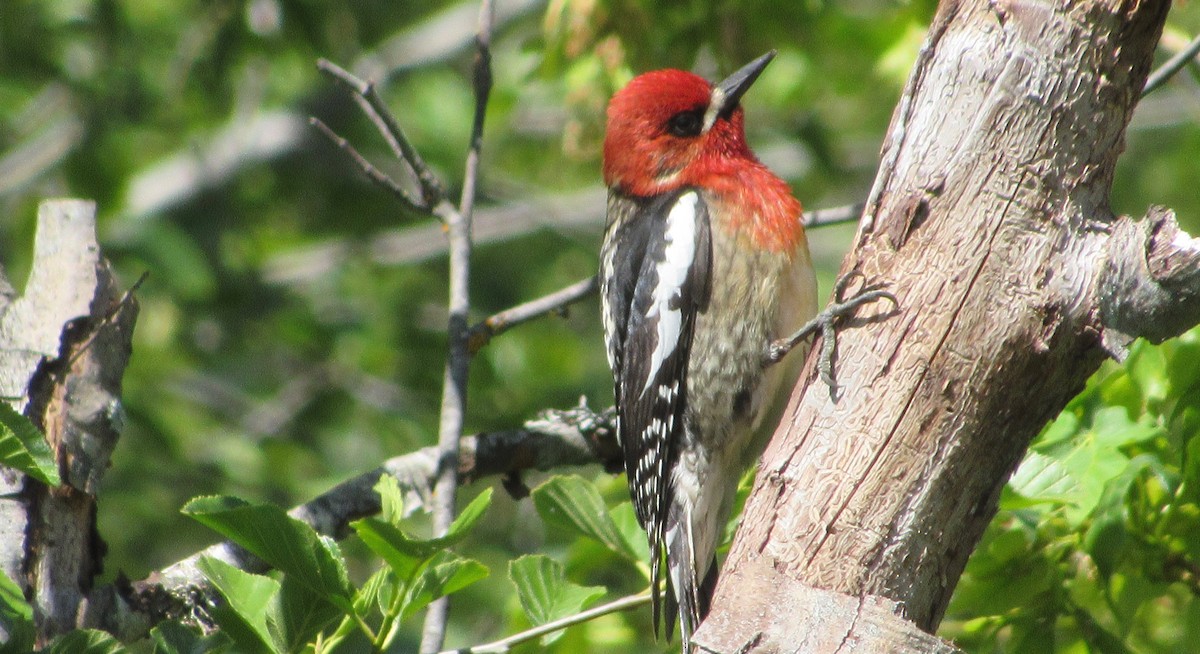 Red-breasted Sapsucker - ML159722631