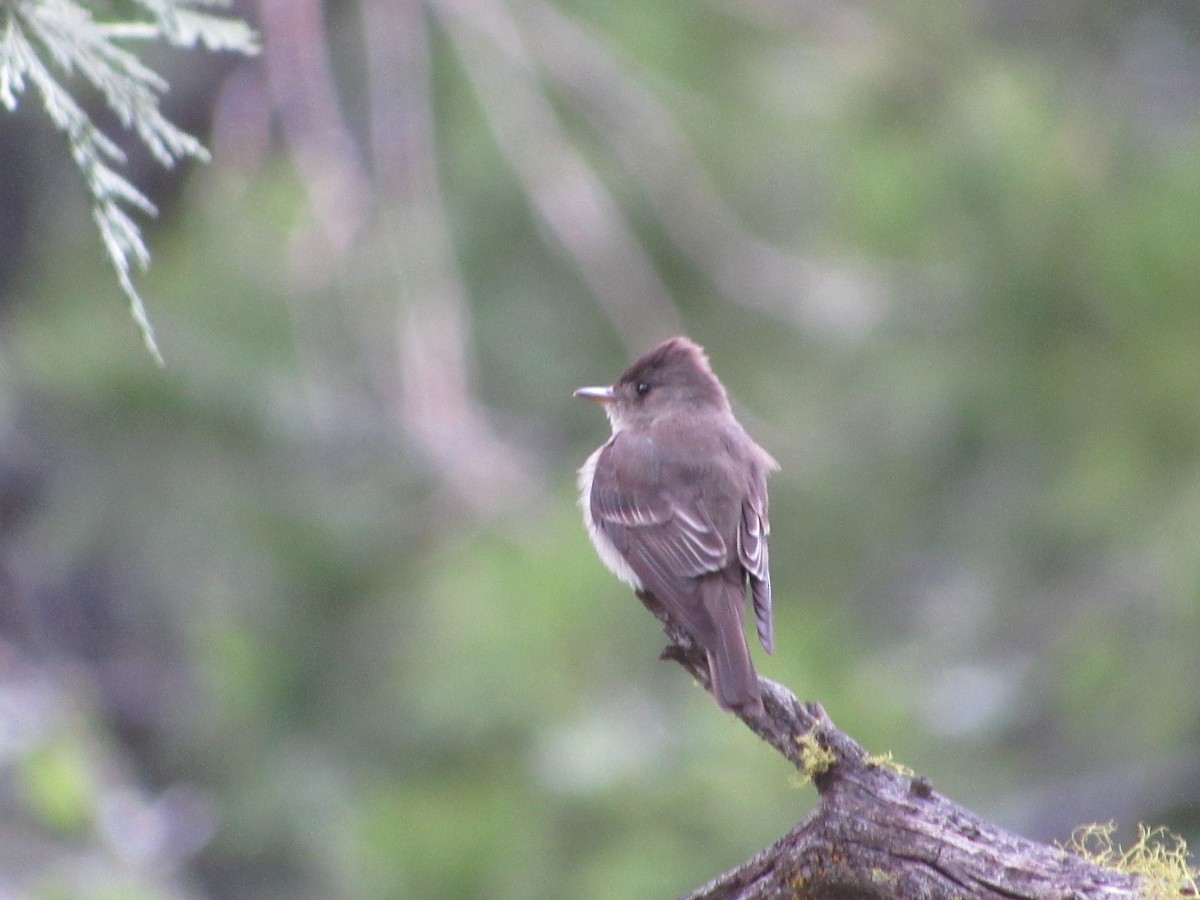 Western Wood-Pewee - ML159723121