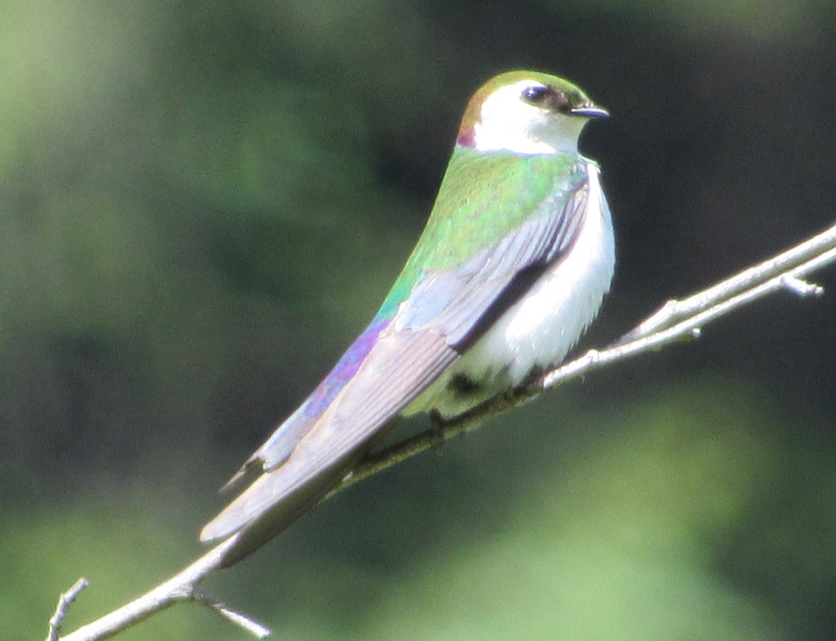 Violet-green Swallow - ML159723371