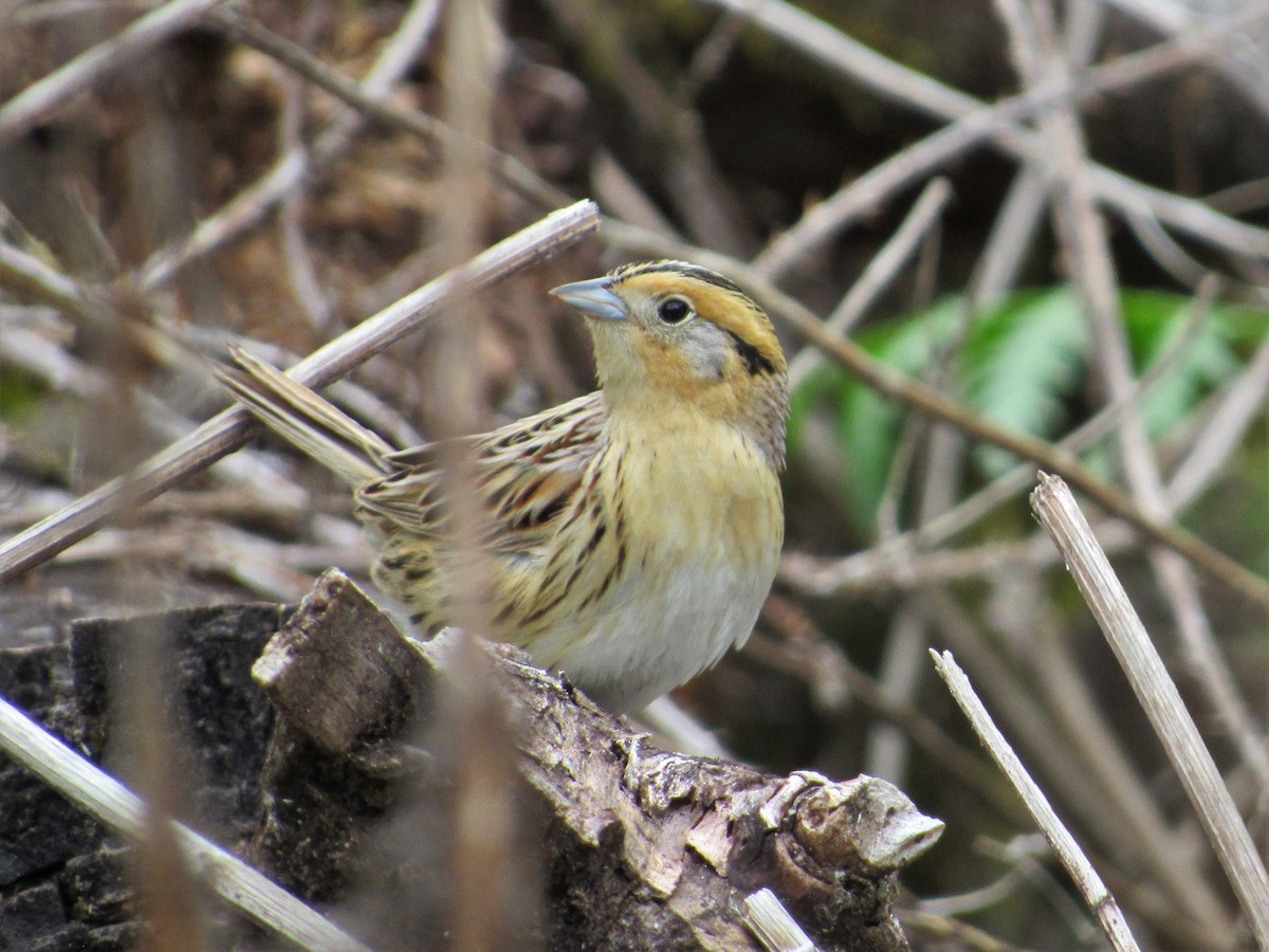 LeConte's Sparrow - David Poortinga