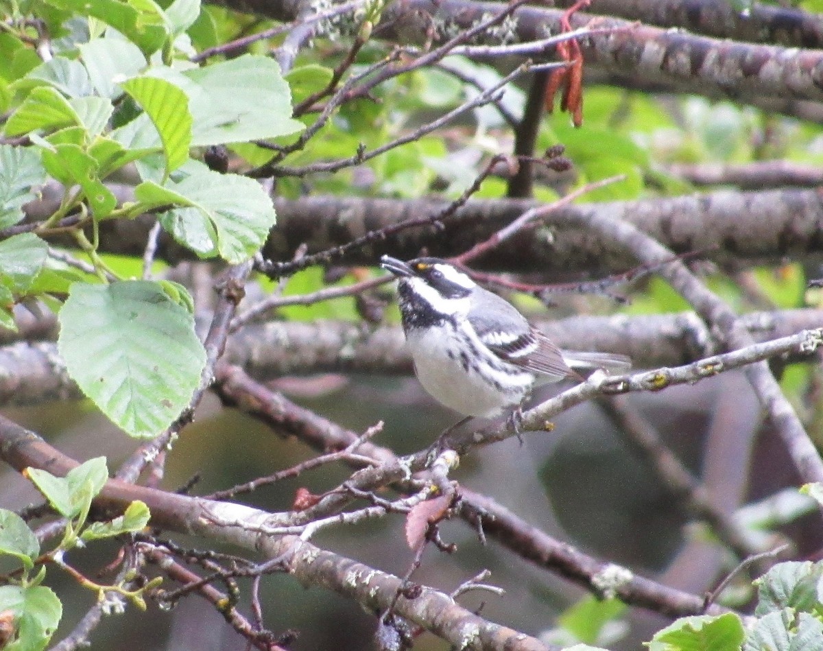 Black-throated Gray Warbler - ML159724011