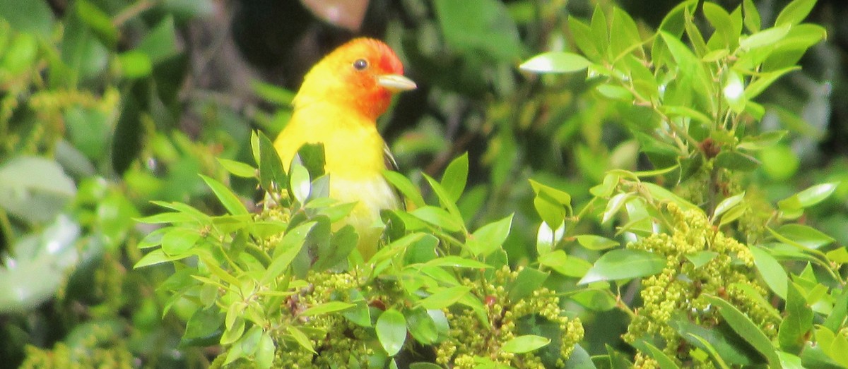 Western Tanager - ML159724401