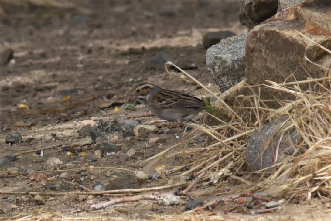 Clay-colored Sparrow - Bruce Mast