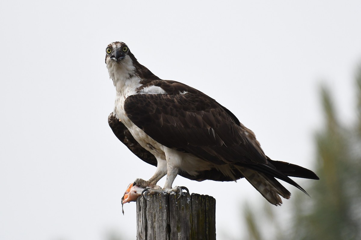 Osprey - ML159725521