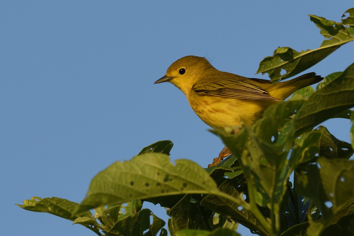 Yellow Warbler - German Garcia