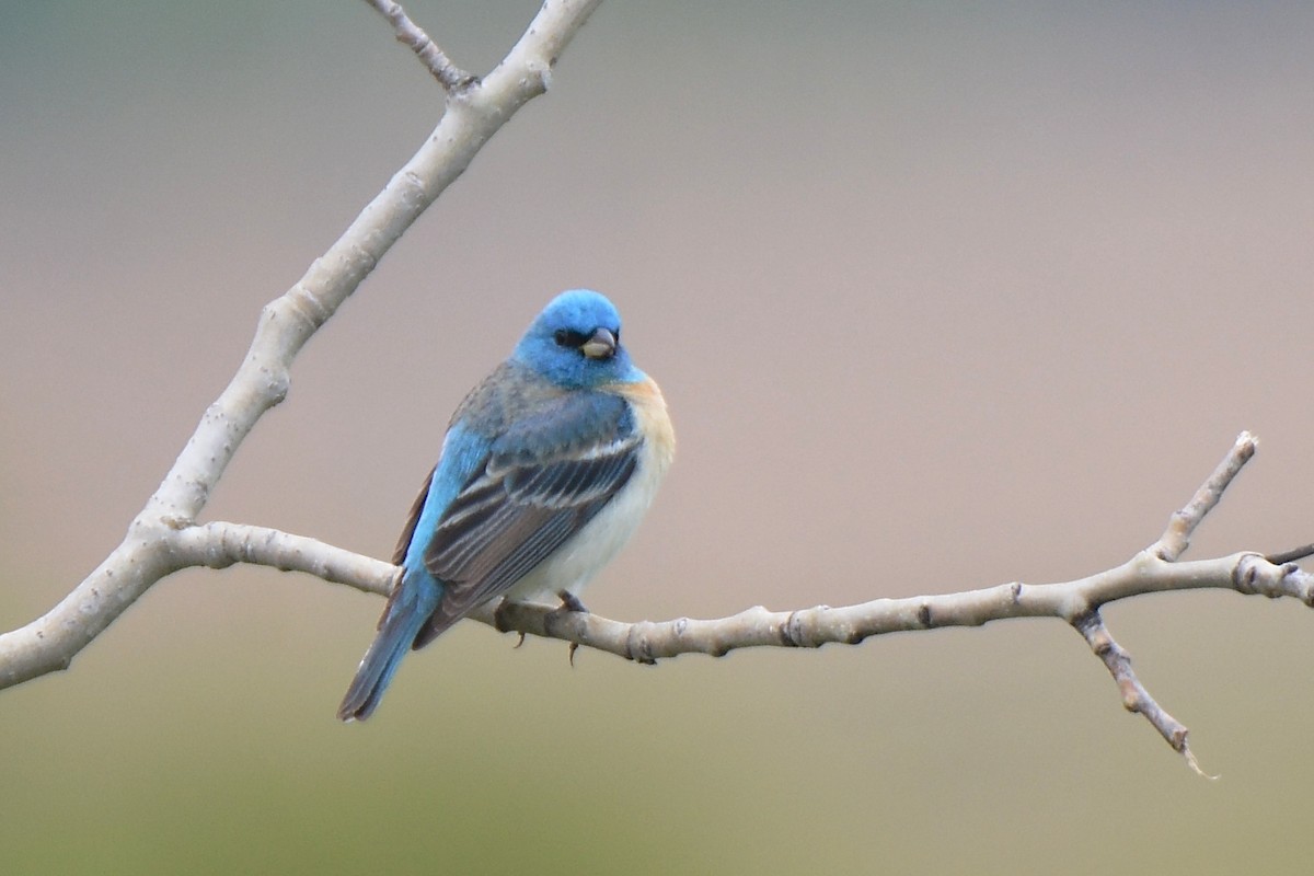 Lazuli Bunting - ML159725851