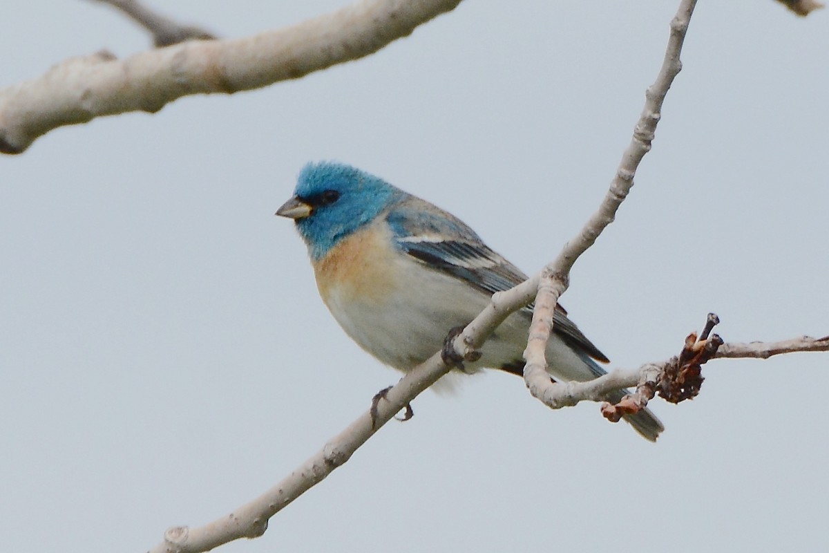 Lazuli Bunting - Julie Zempel