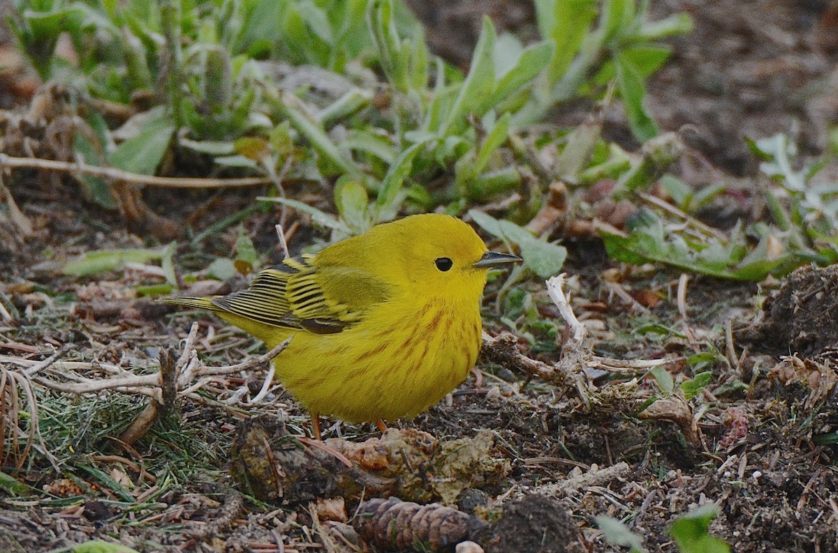 Yellow Warbler - ML159727351