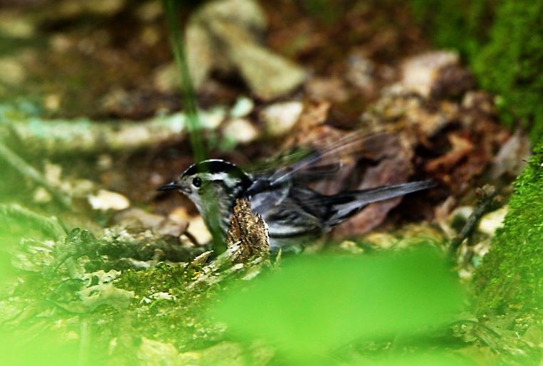 Black-and-white Warbler - ML159727951