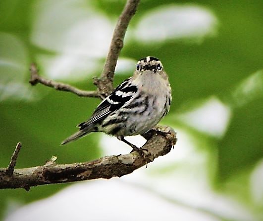 Black-and-white Warbler - ML159728301