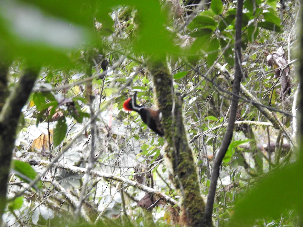 Powerful Woodpecker - ML159728671