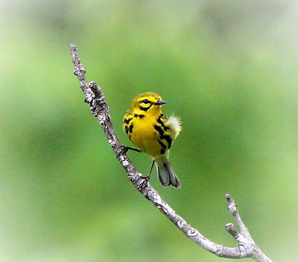 Prairie Warbler - ML159728741