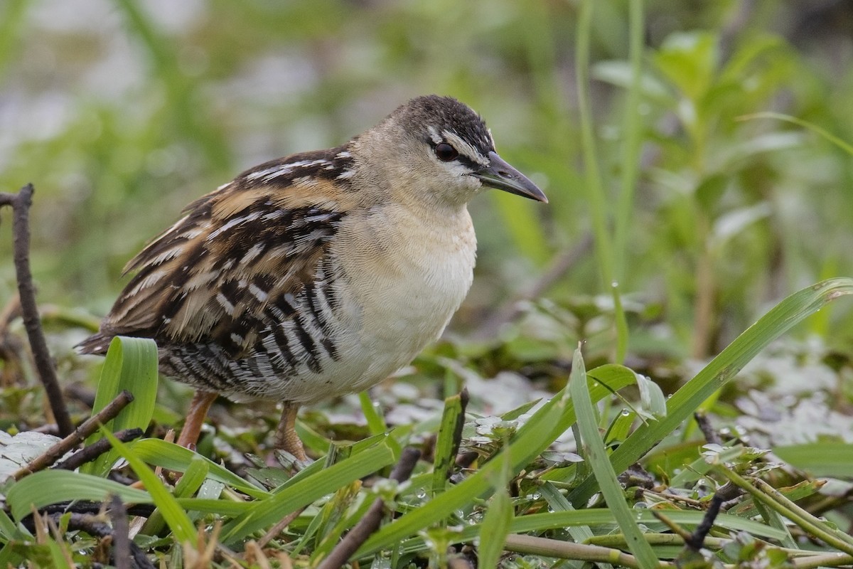 Yellow-breasted Crake - ML159728881