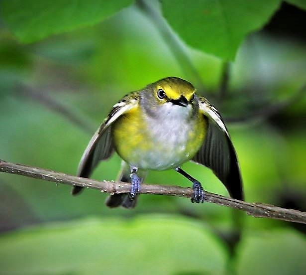 White-eyed Vireo - ML159729151