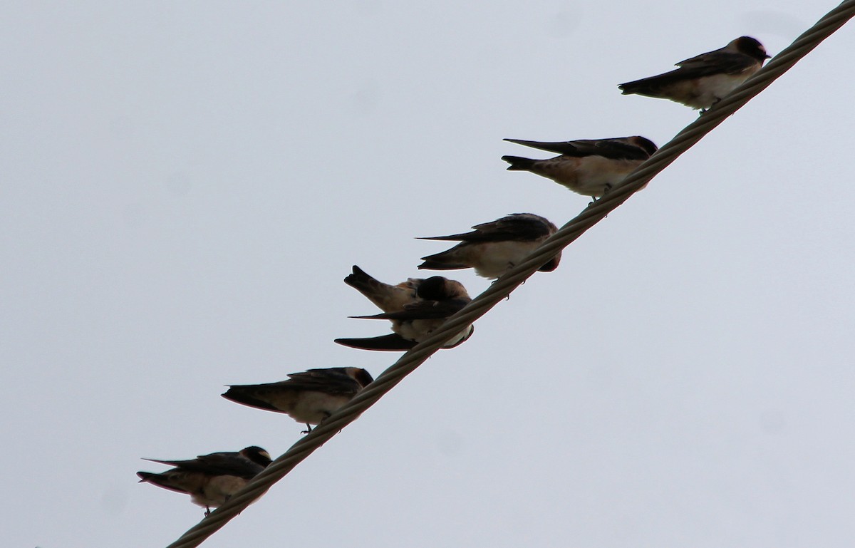 Cliff Swallow - ML159729731