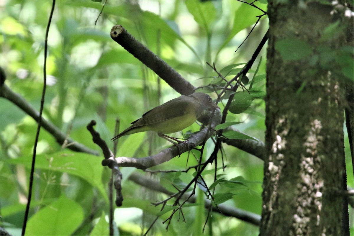 Connecticut Warbler - ML159731281