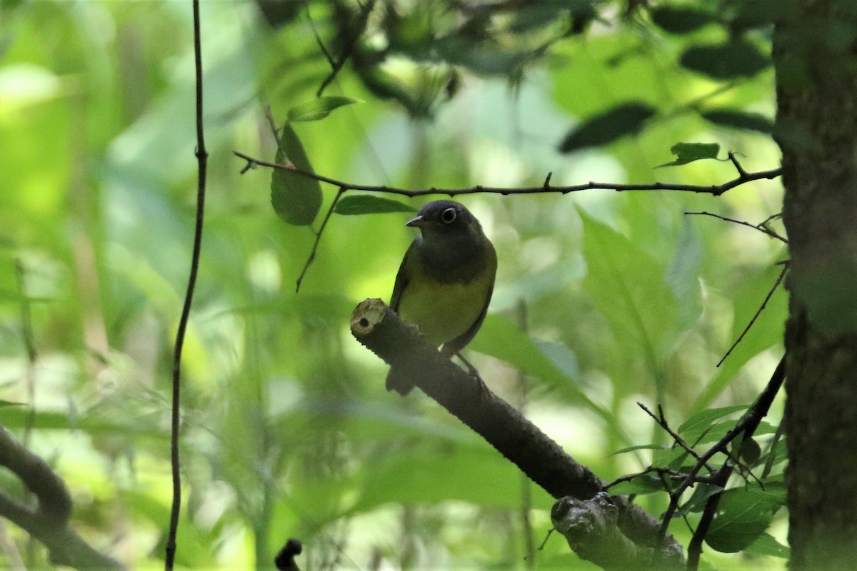 Connecticut Warbler - ML159731591