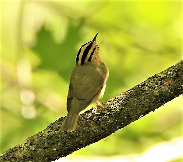 Paruline vermivore - ML159731991