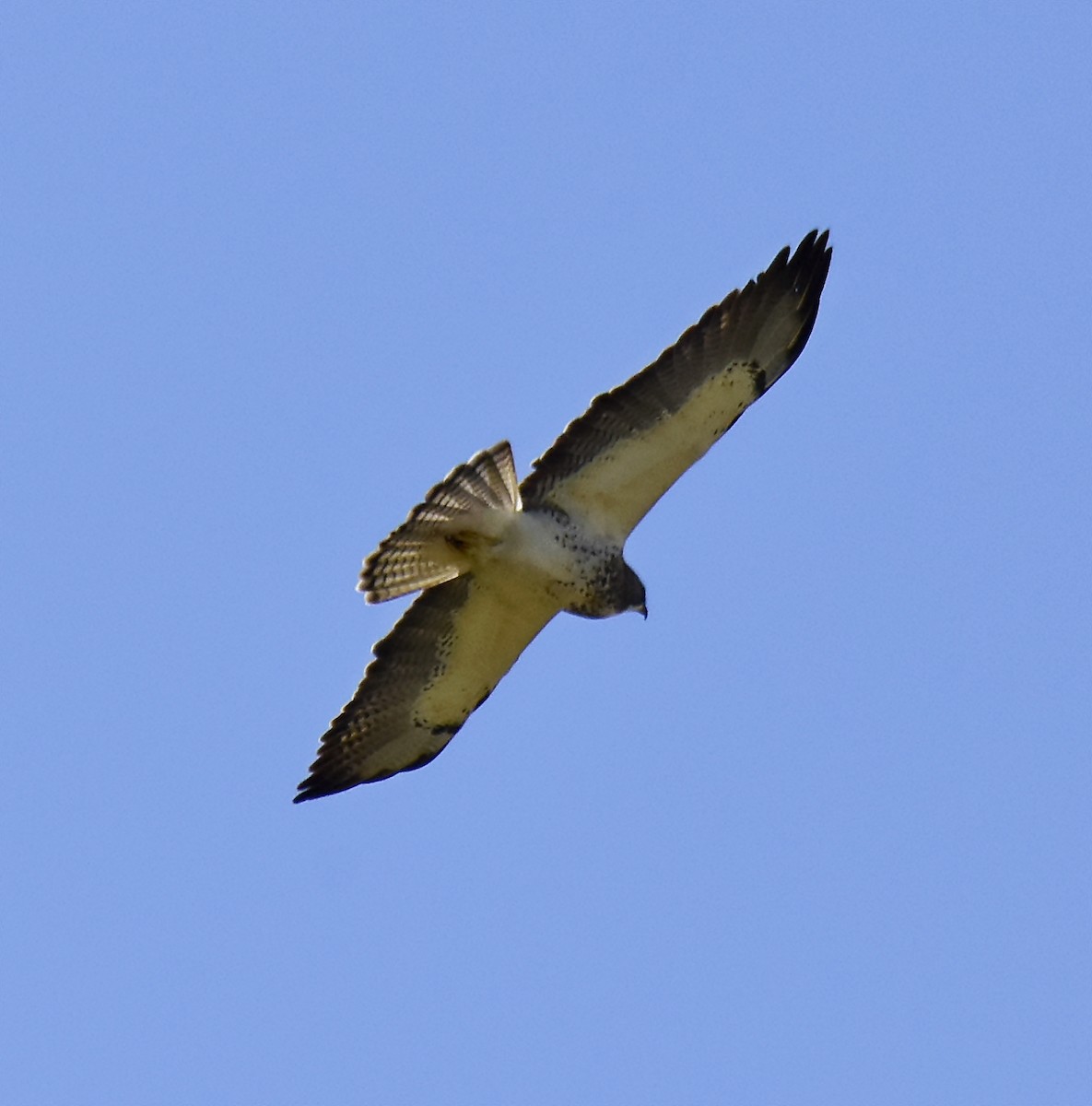 Swainson's Hawk - ML159732361