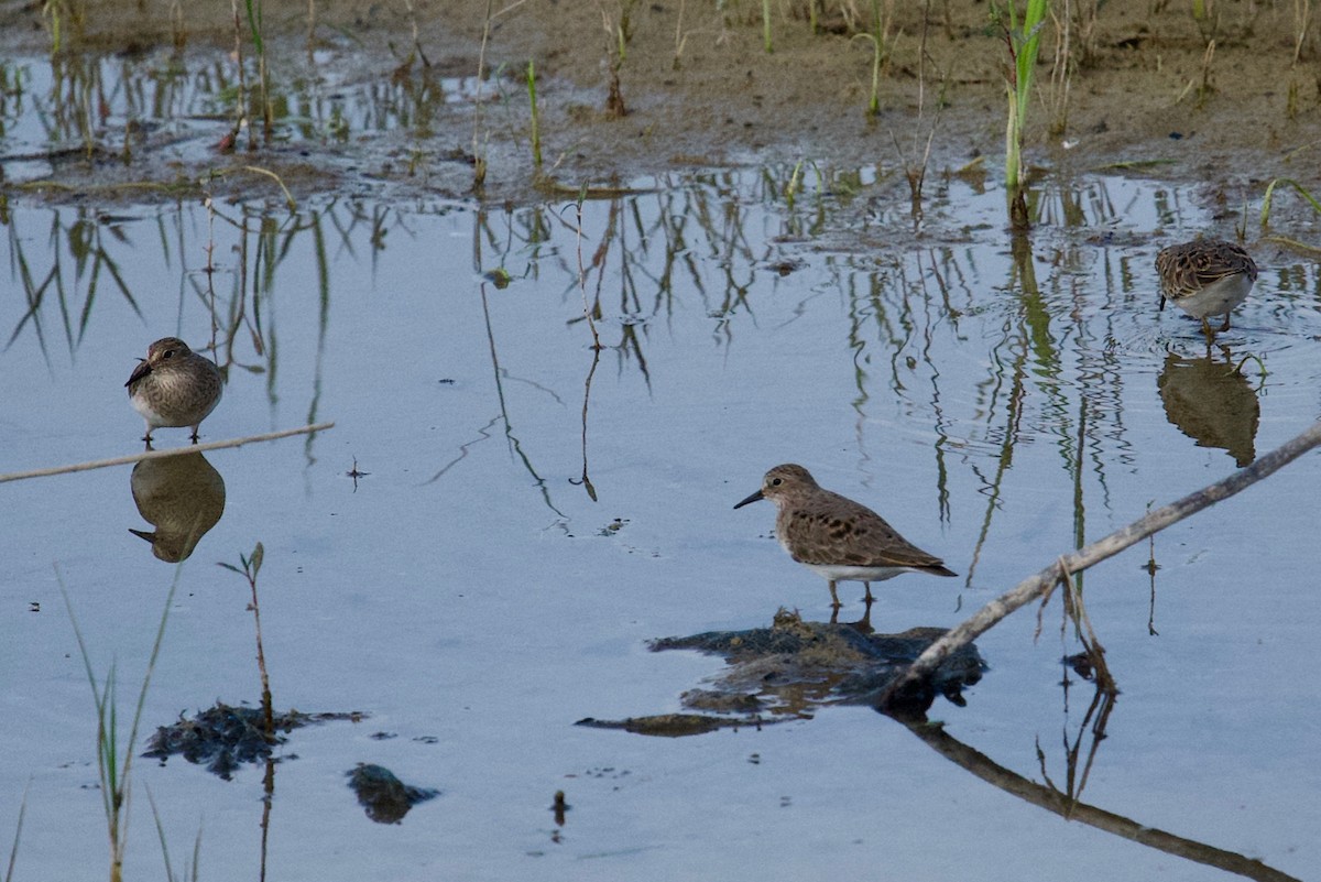 Temminck's Stint - ML159733271