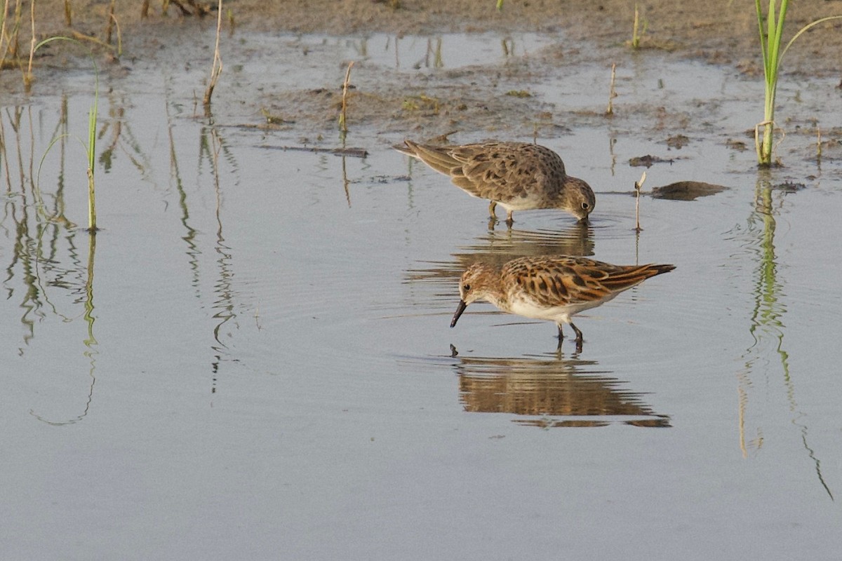 Zwergstrandläufer - ML159733511